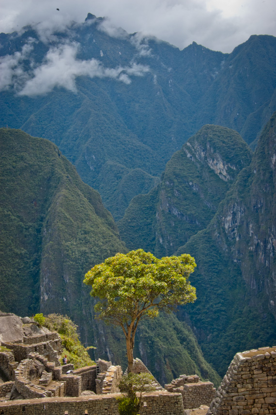 inca flowers